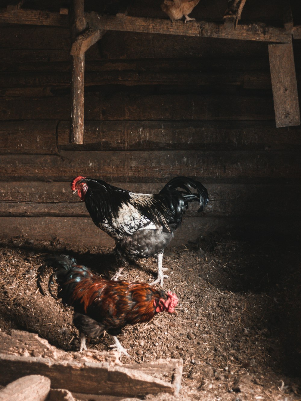 black and brown roosters