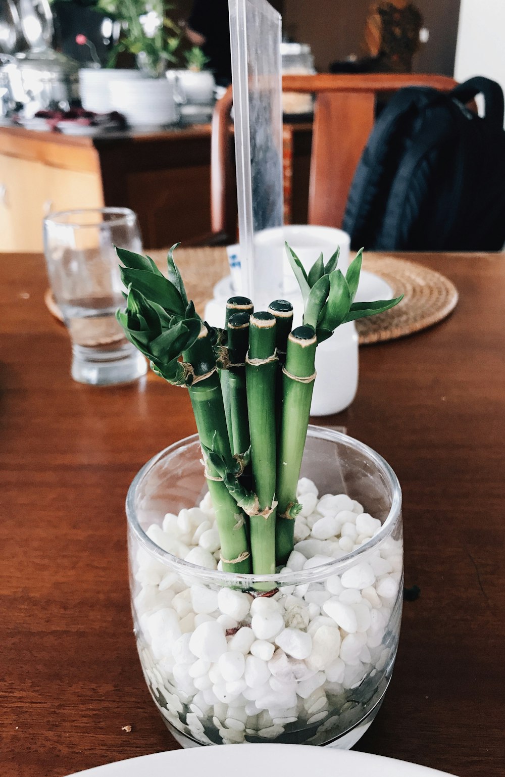 green plant in a clear glass cup close-up photography