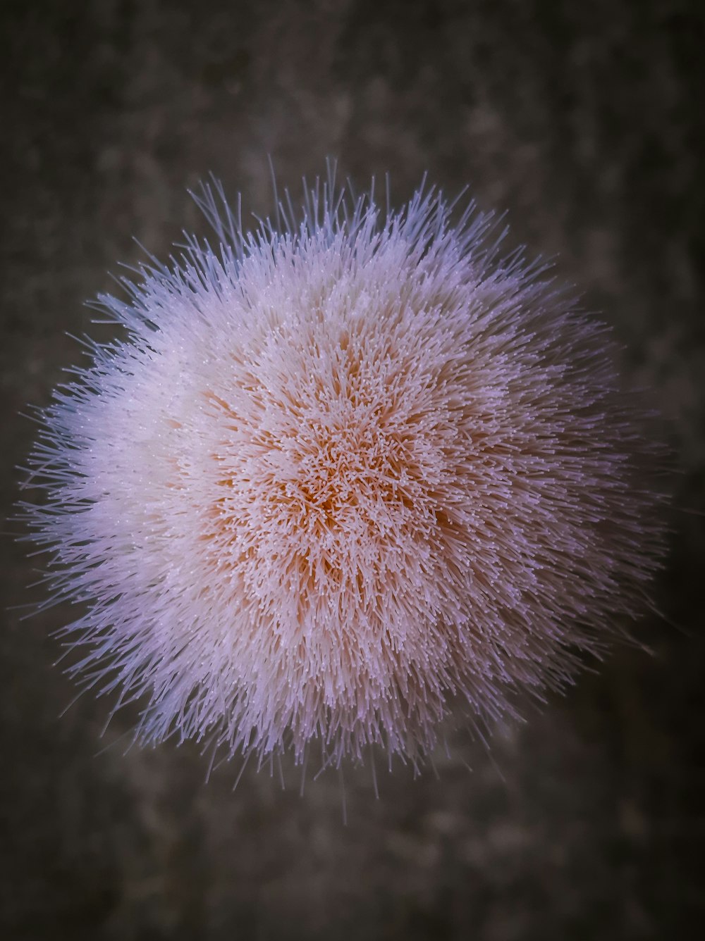 pink fur ball on brown surface