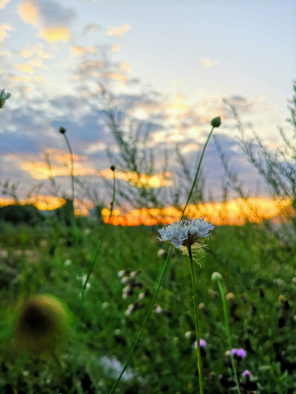 white petaled flower