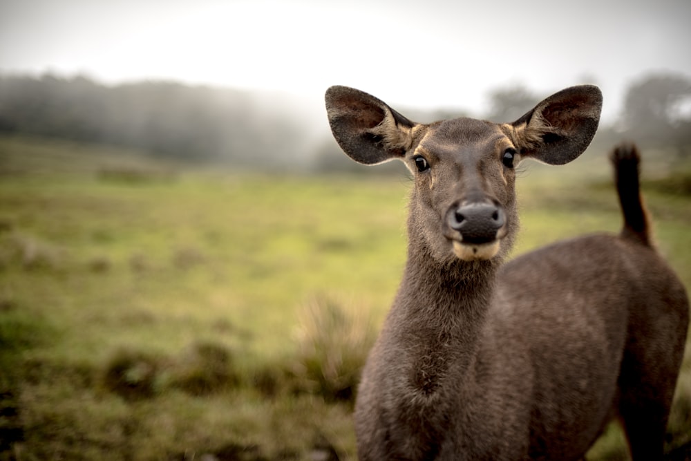 brown deer