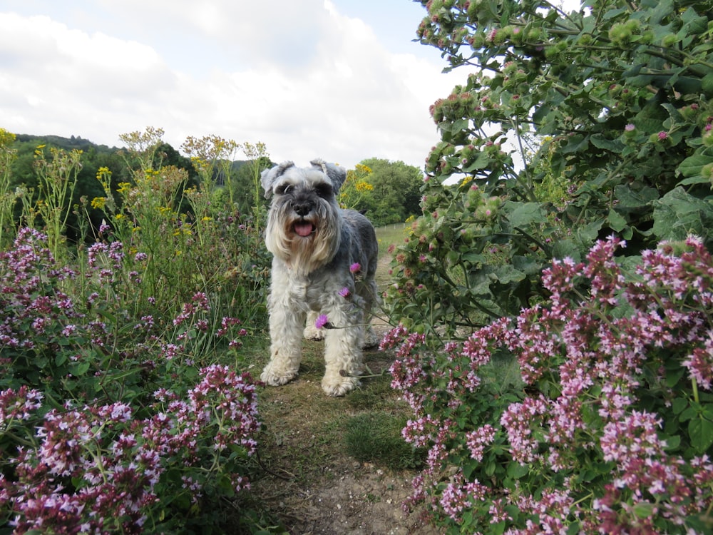 dog near flowers