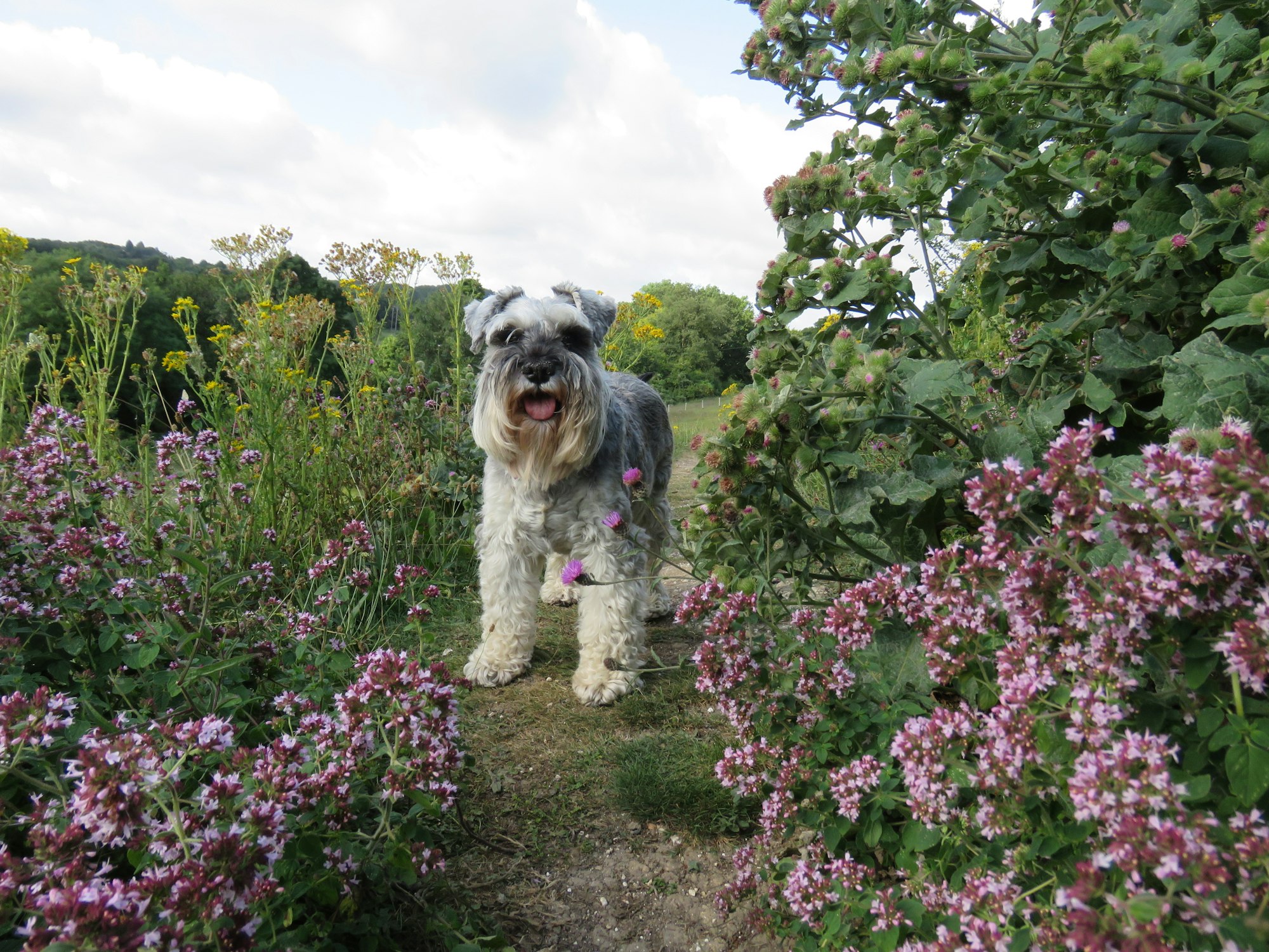 Piante velenose per cani