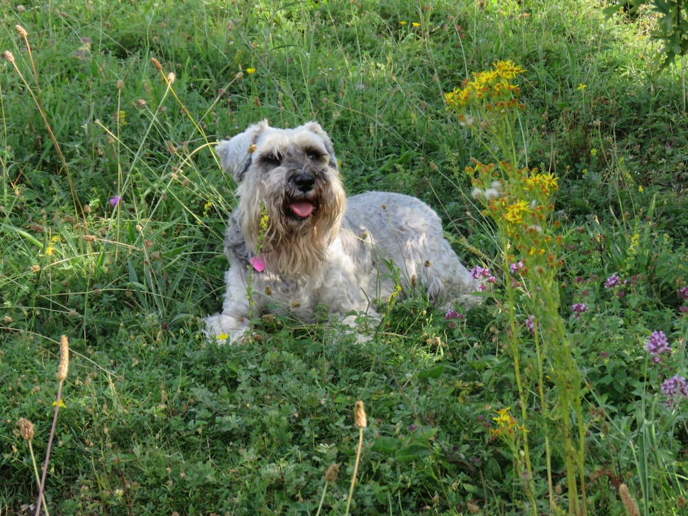 white dog lying on plants