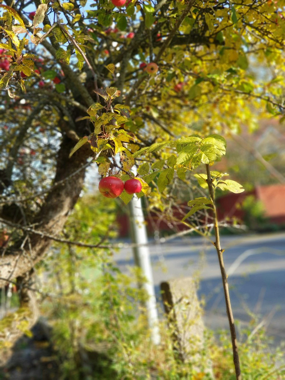 red fruits