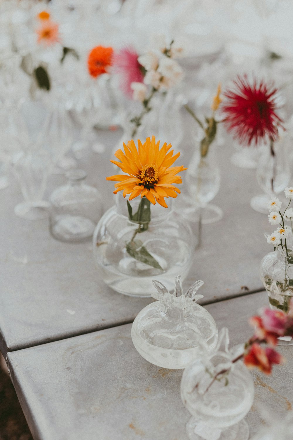 orange-petaled flowerin vase