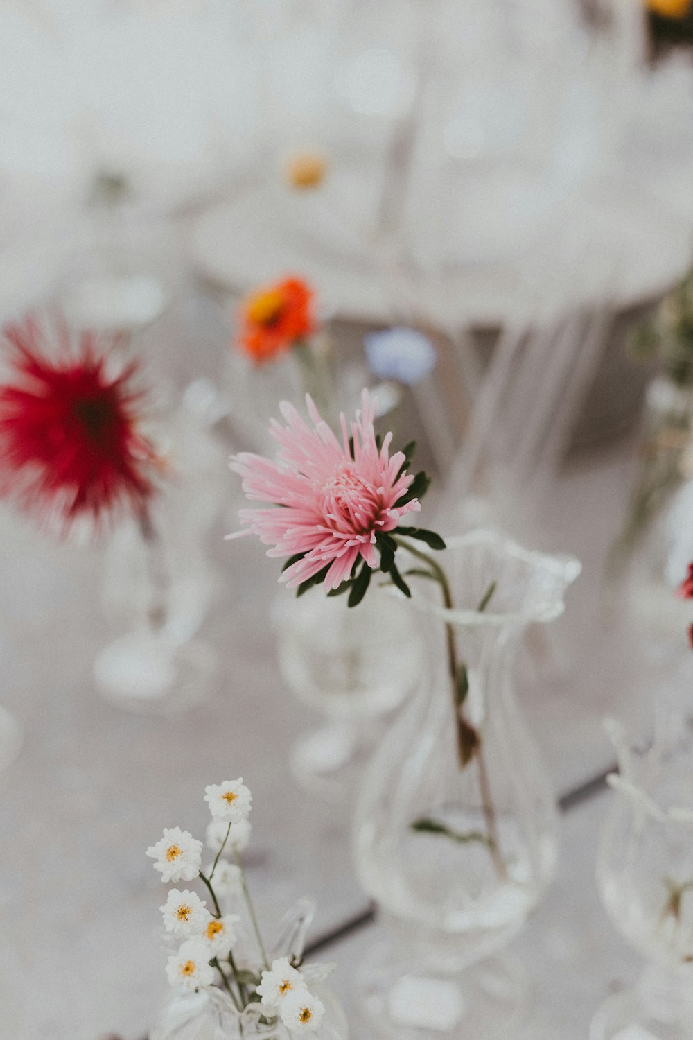 selective focus photography of pink flower