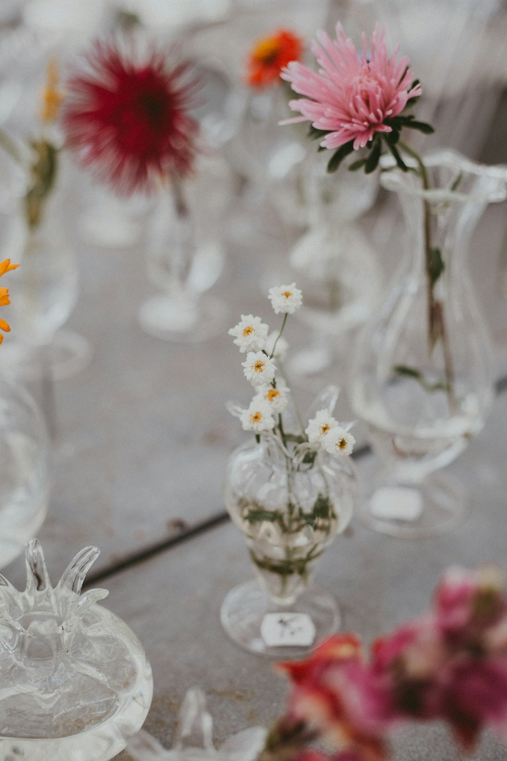 flower in a clear glass vase lot close-up photography