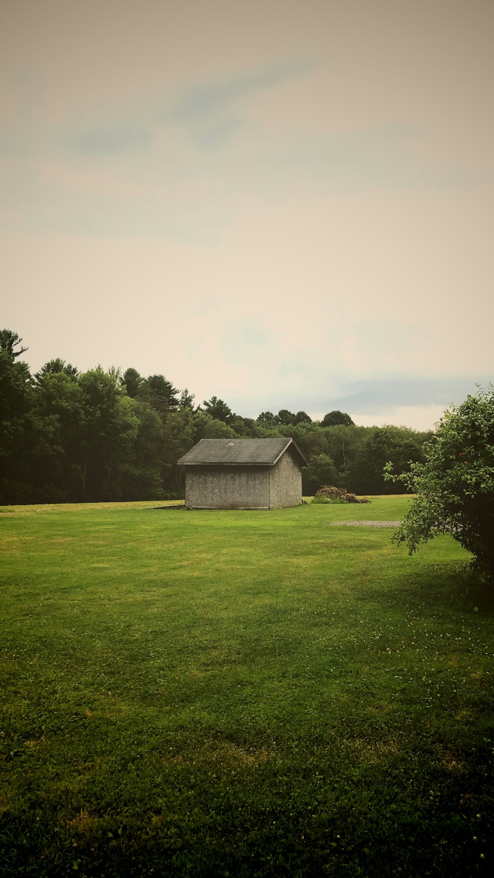 house near tree