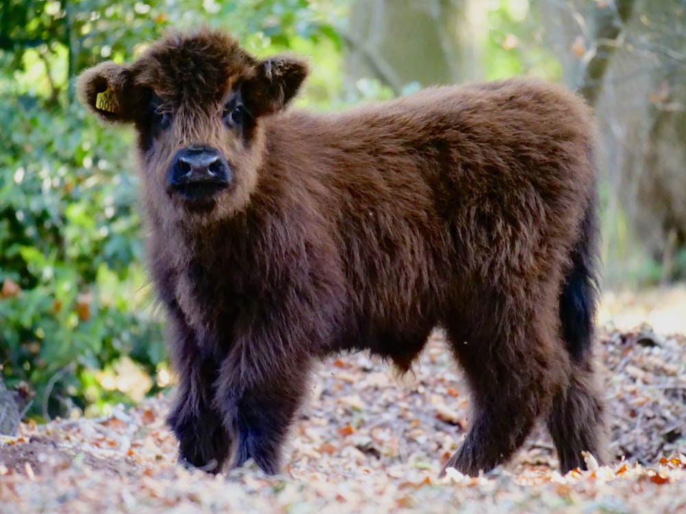 brown cattle