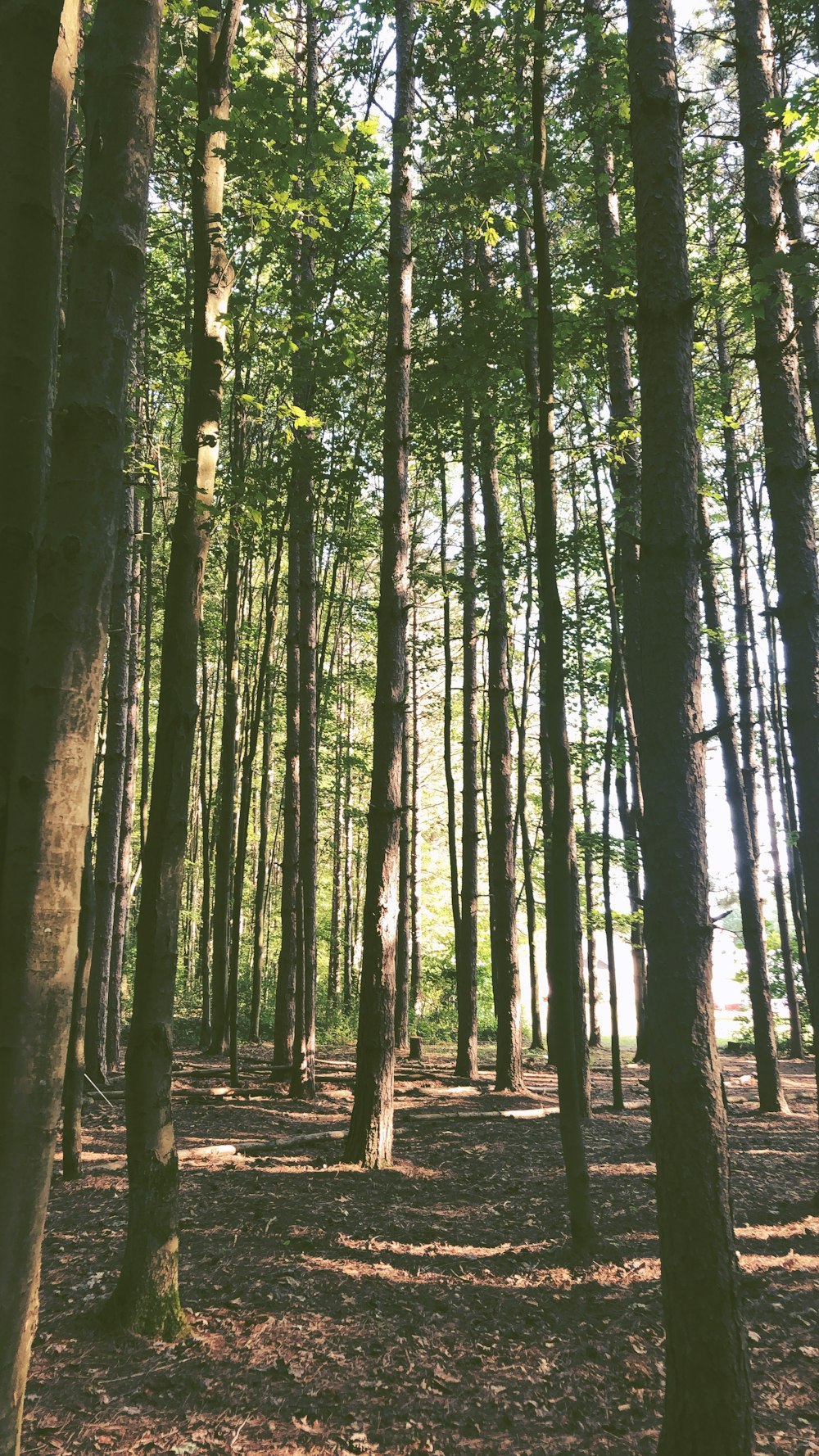 brown tree lot during daytime