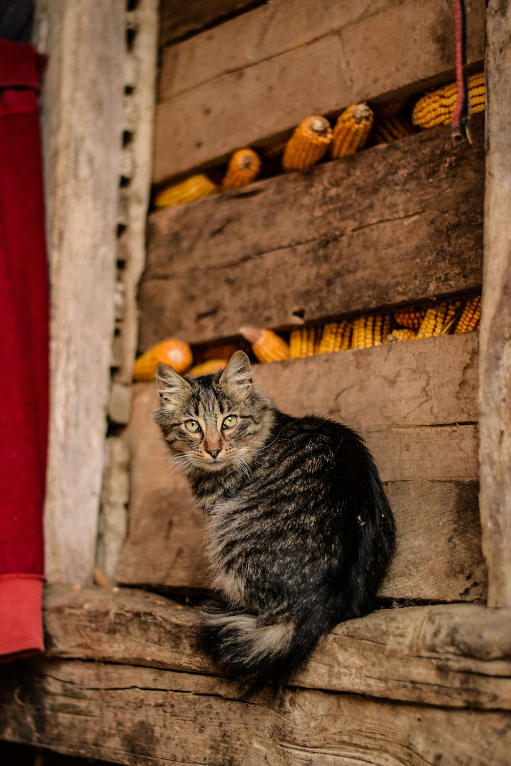 brown tabby cat near box