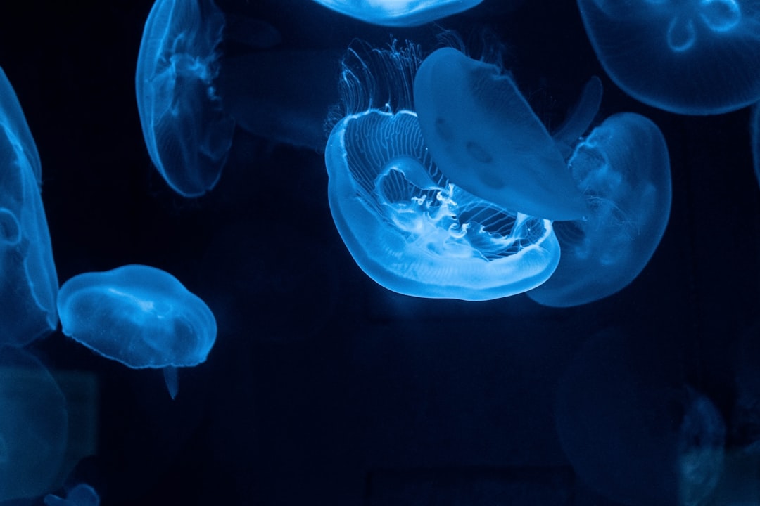 blue jellyfish lot close-up photography