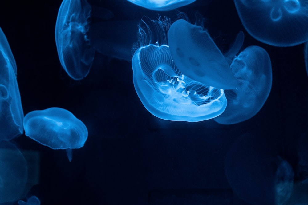 blue jellyfish lot close-up photography