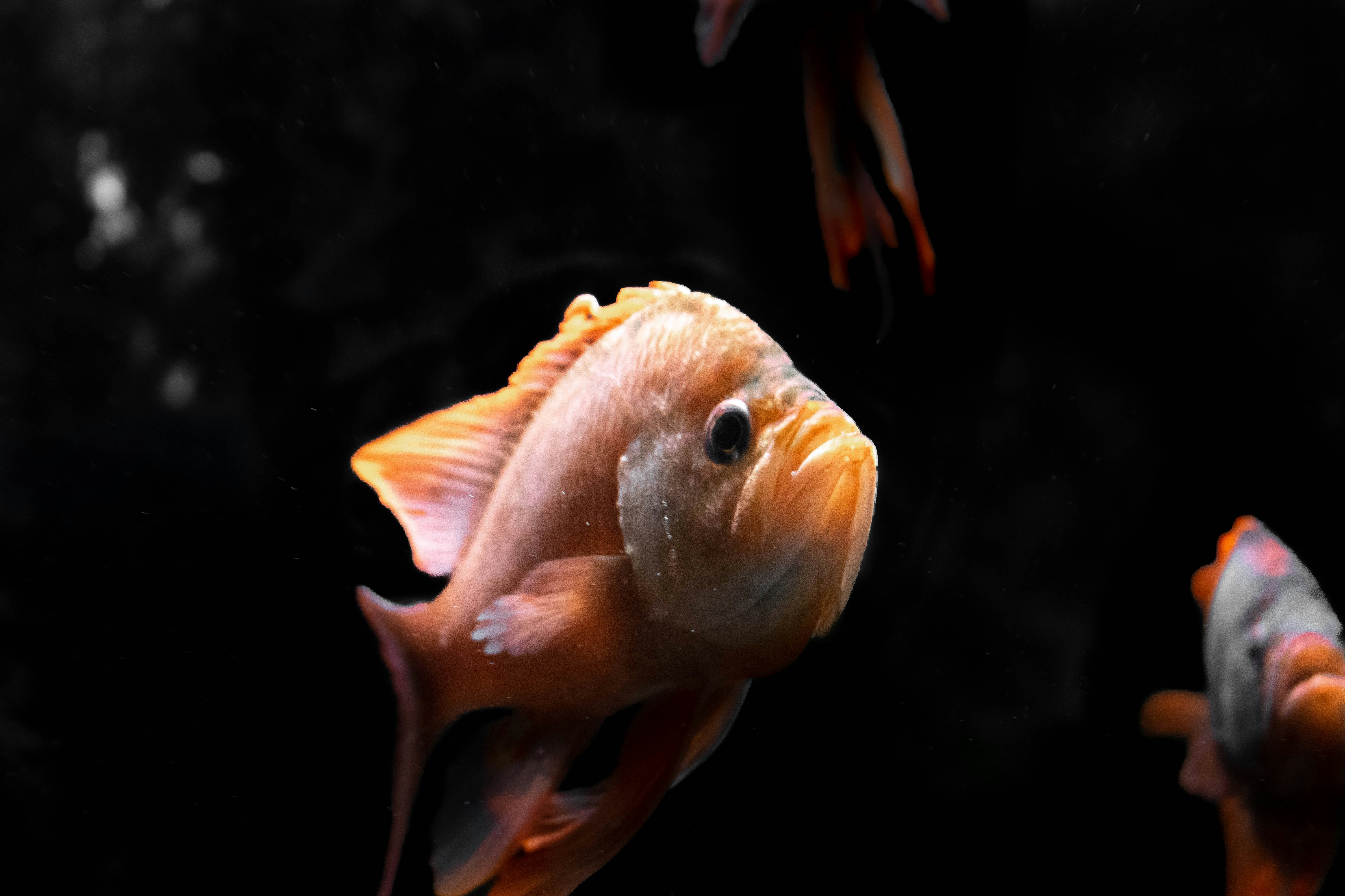 orange fish