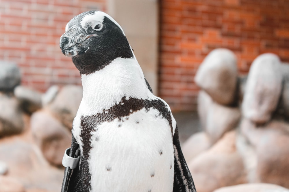 white and black penguin in front of brick wall