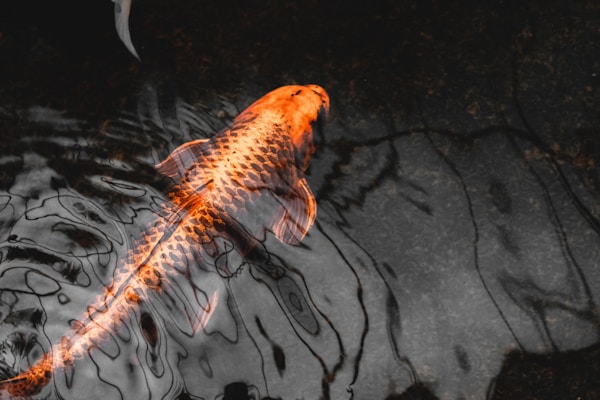 Orange carp in water