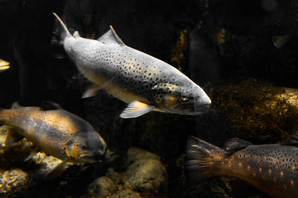 Foto de primer plano de peces