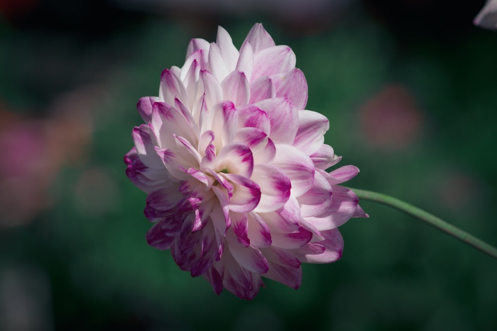 closeup photo of purple petaled flower