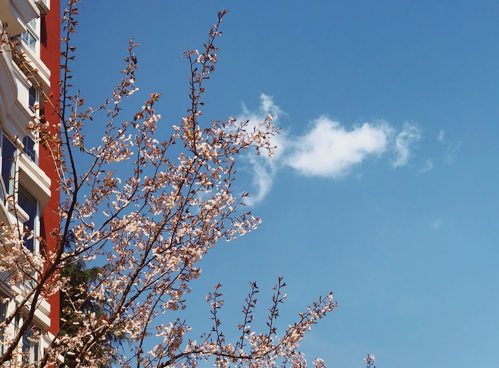 photo en contre-plongée d’un arbre de fleurs pétales