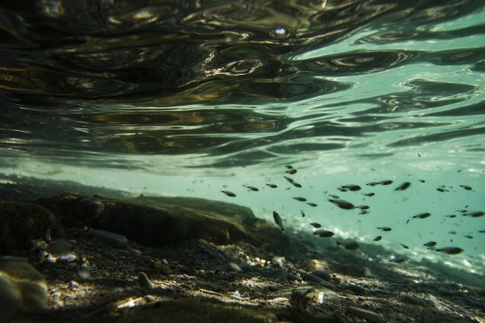 shoal of fish swimming underwater