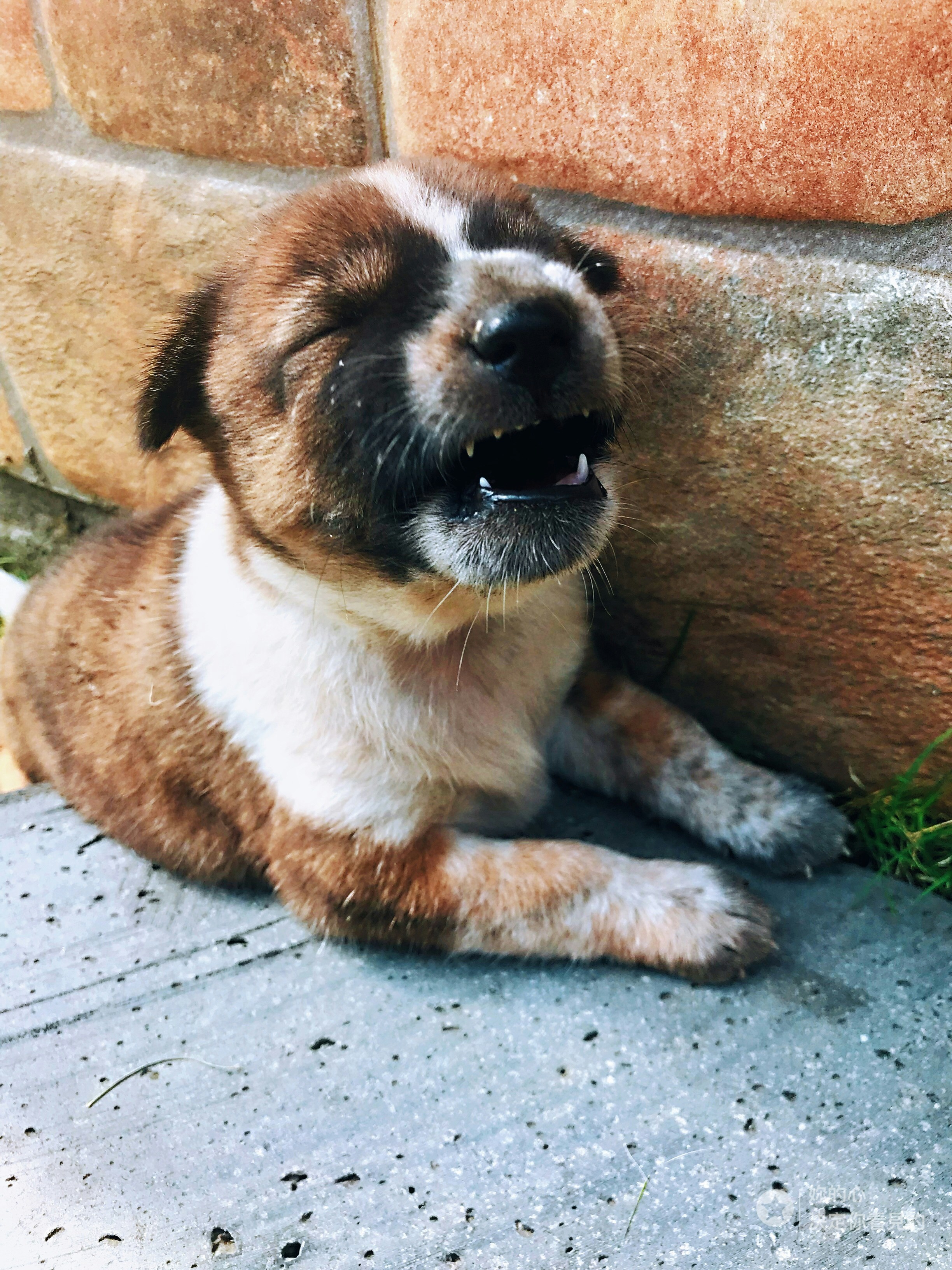 short-coated tan puppy