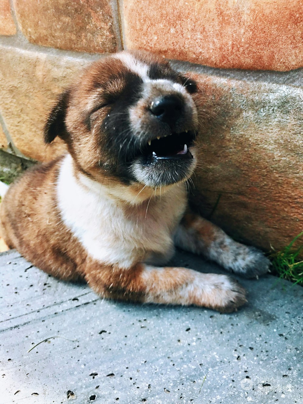 cachorro de pelo corto color canela