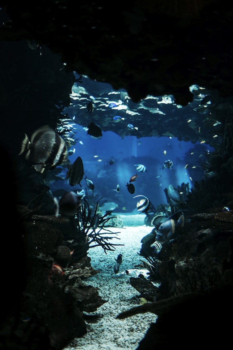 white and gray fish