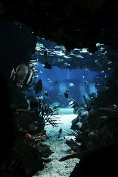 A serene underwater landscape with colorful fish.