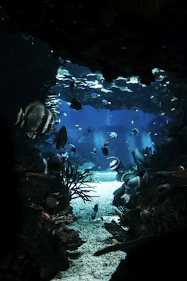 A serene underwater scene with fish swimming gracefully, evoking depth and adaptability.