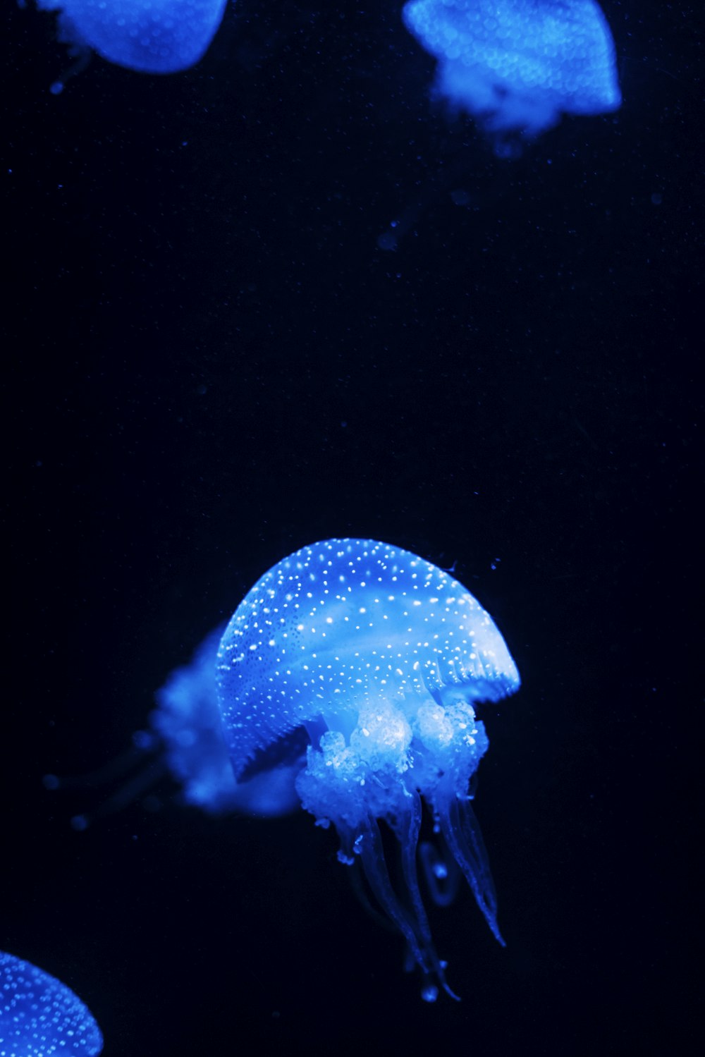 Photographie en gros plan de lot de méduses bleues