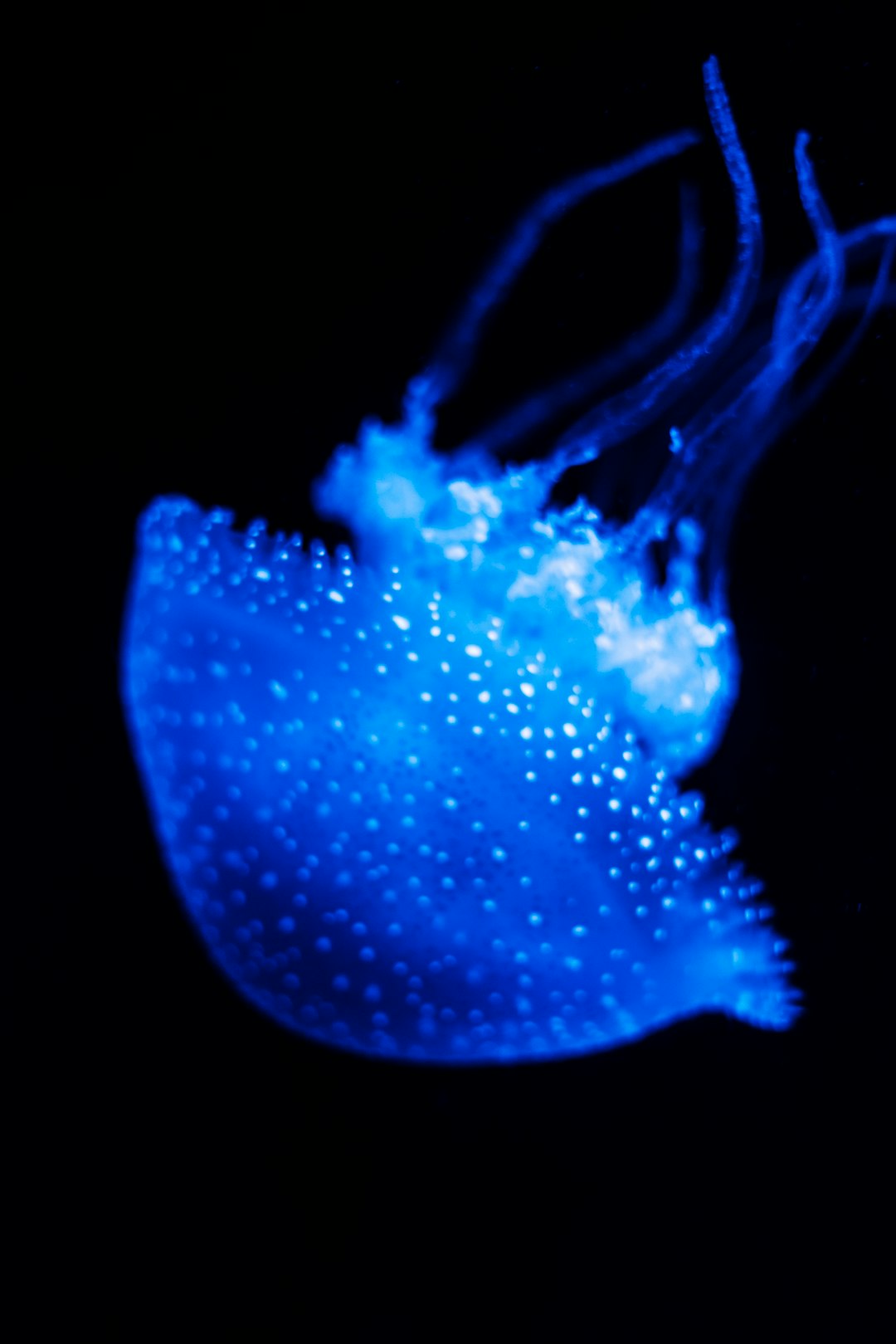 blue jelly fish