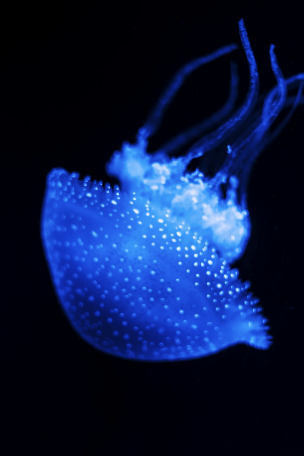 blue jelly fish