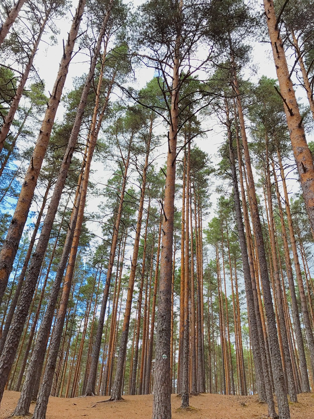 Forest photo spot JÃµelÃ¤htme-Kemba Estonia