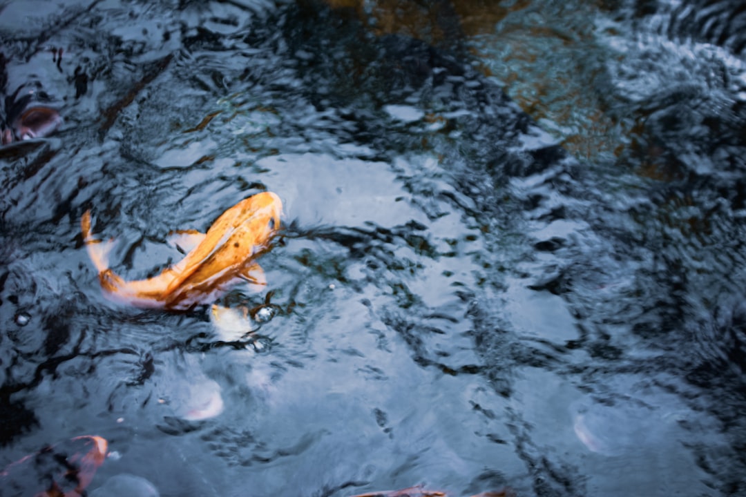 yellow pet fish