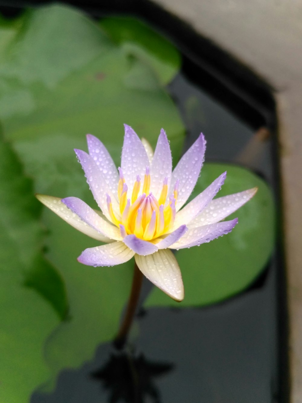 white petaled flower