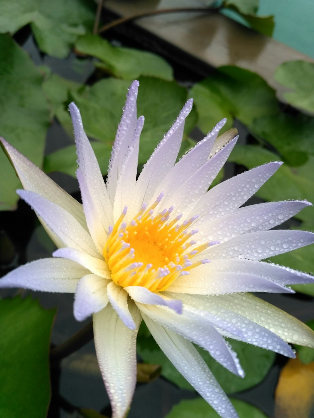 white lily flower