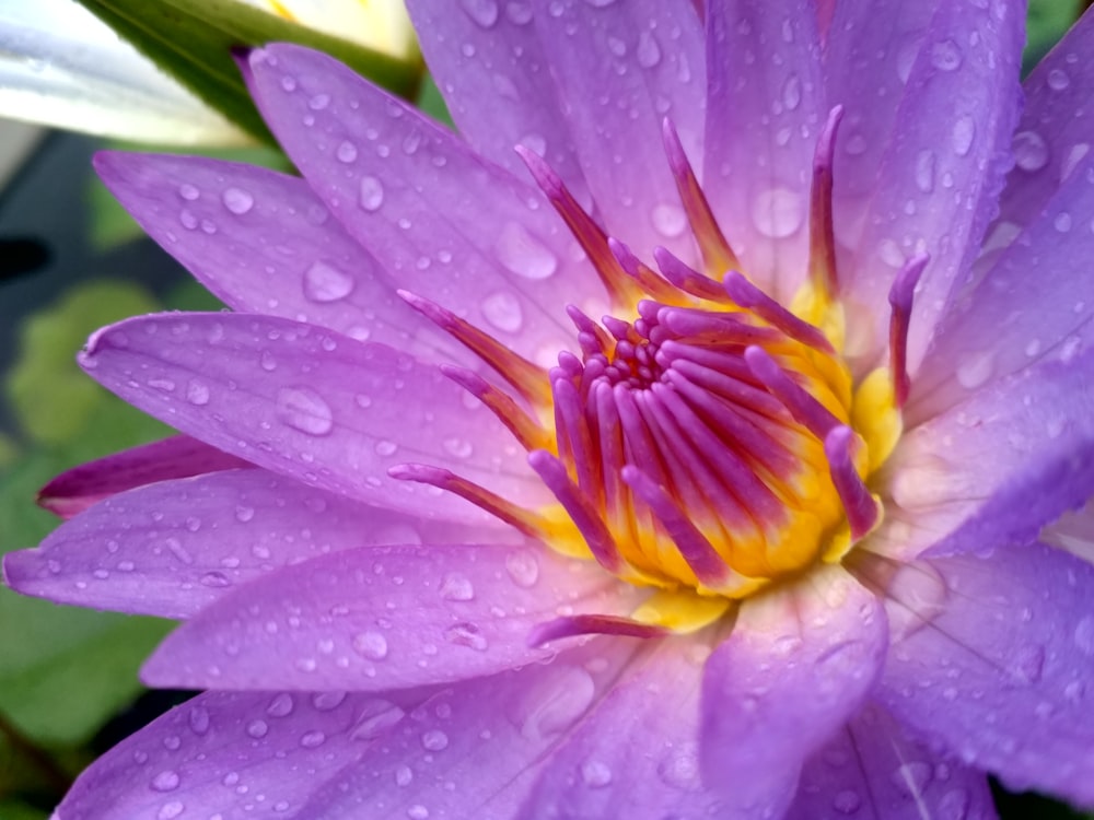 water dew on flowers