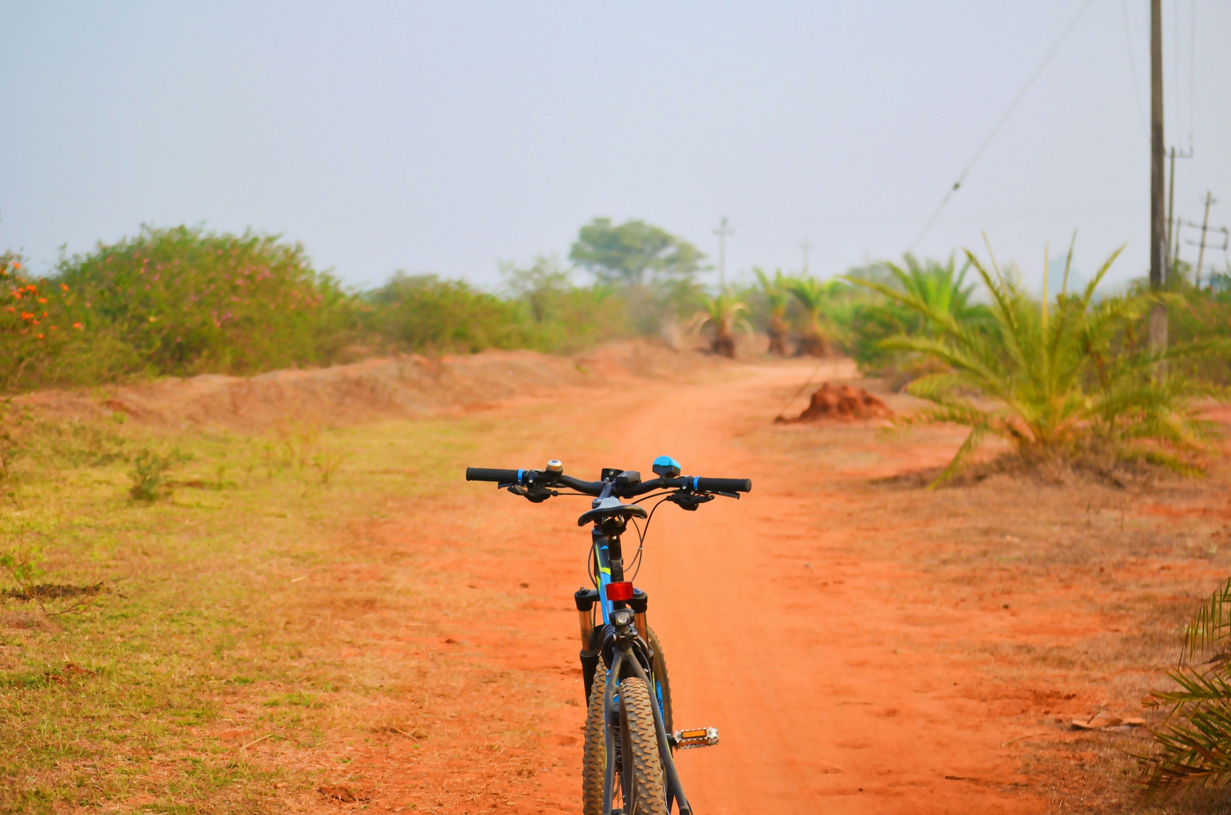 blue hardtail bicycle across green trees