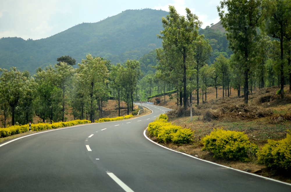 curved paved road in between trees