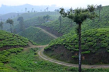 Lush green tea gardens of Sylhet stretching into the misty hills under soft morning light.