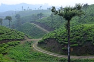 Lush green coffee plantations stretching across the misty hills of Coorg.
