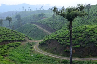 Lush green tea plantations stretch across gently rolling hills under a misty sky. Tall trees sporadically punctuate the landscape, with a narrow dirt path winding through the terrain. The air appears fresh and serene.