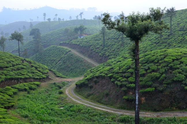 Lush green tea plantations stretch across gently rolling hills under a misty sky. Tall trees sporadically punctuate the landscape, with a narrow dirt path winding through the terrain. The air appears fresh and serene.