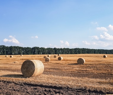 hays on field