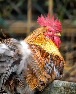 yellow, grey, and brown rooster