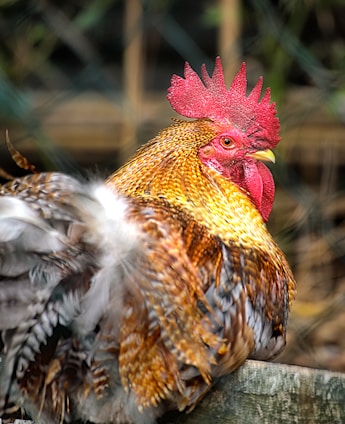 yellow, grey, and brown rooster