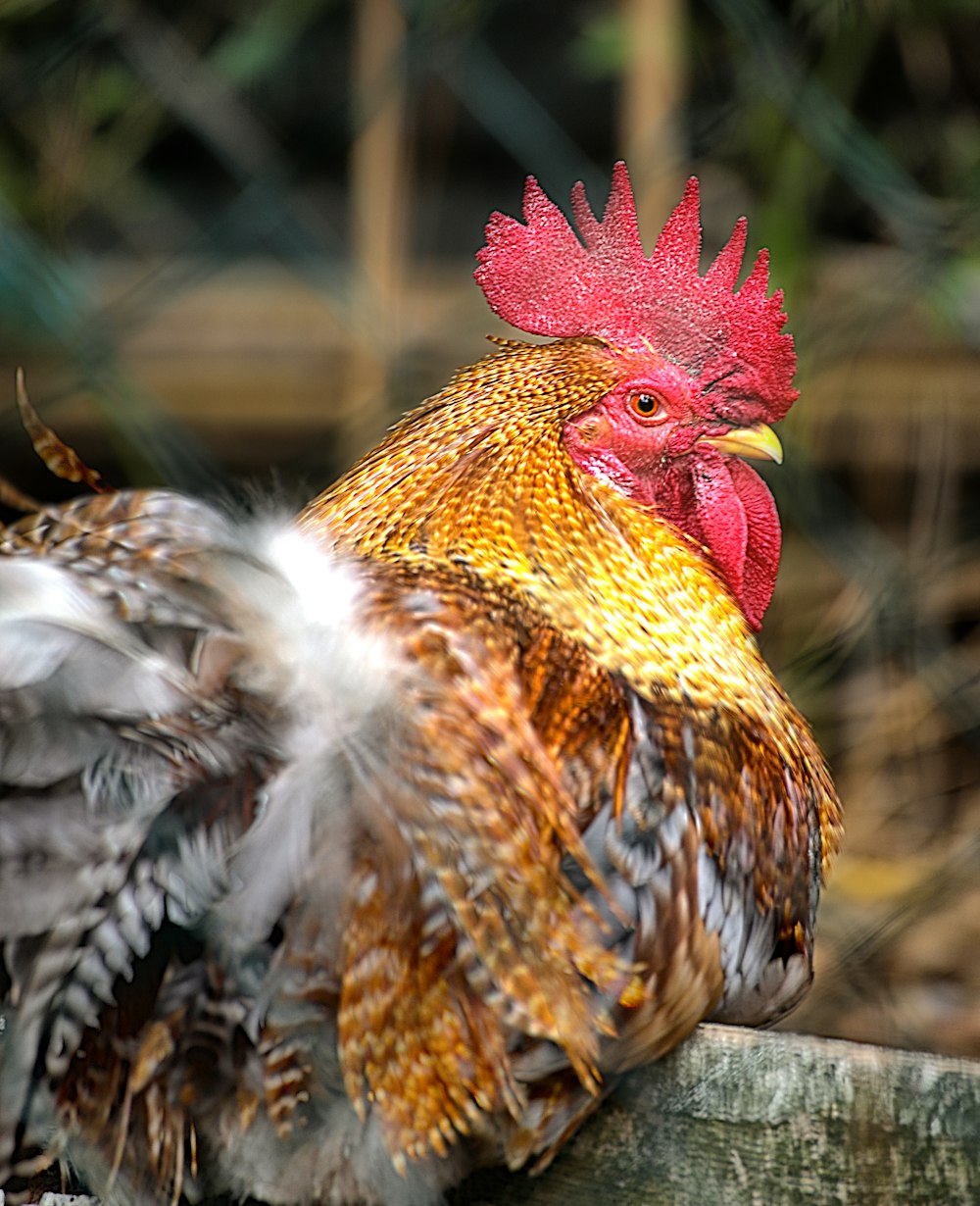yellow, grey, and brown rooster