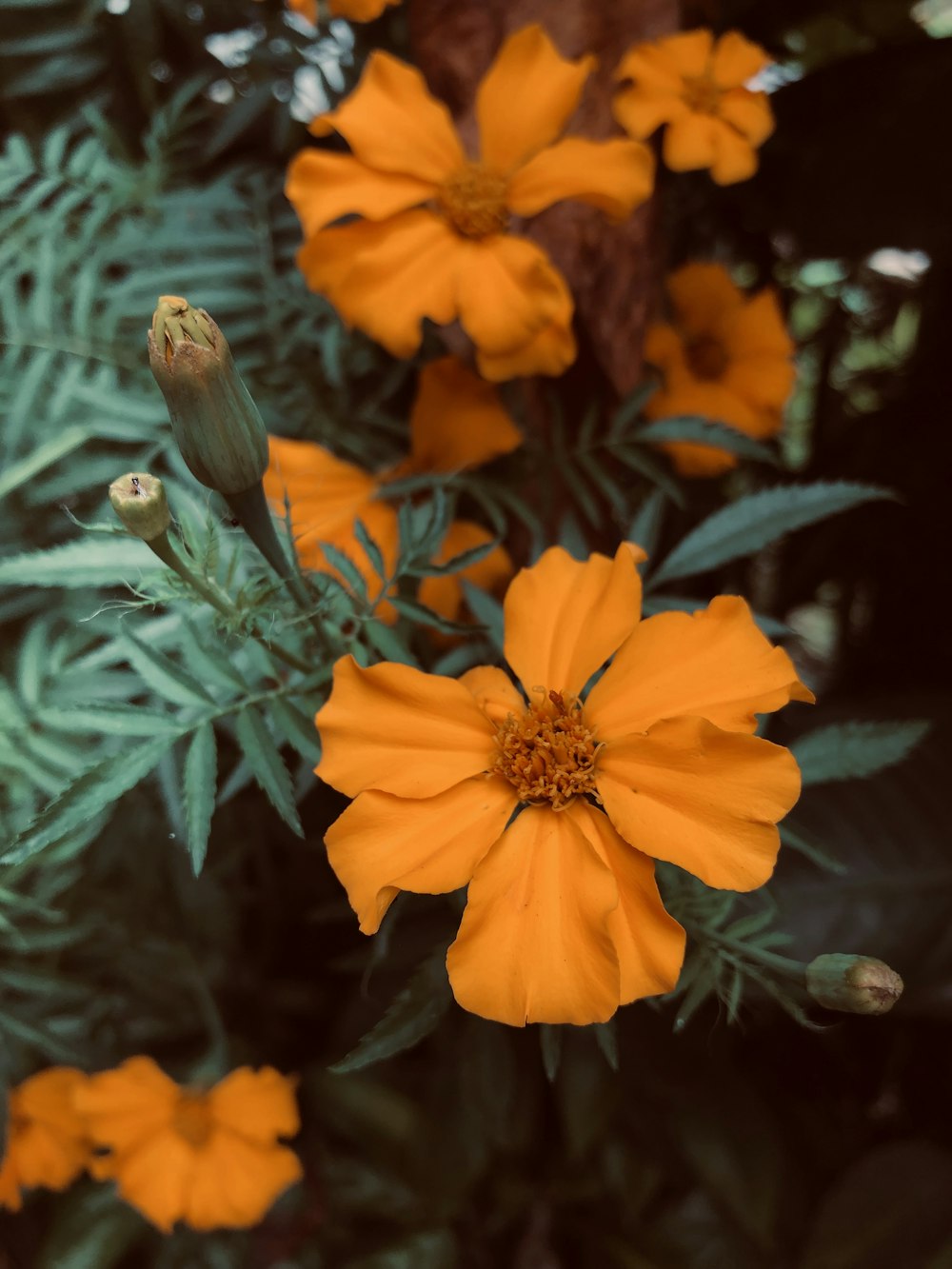 flores de pétalos anaranjados con hojas