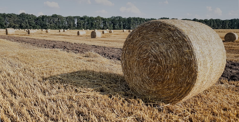 round hay bale lot in field